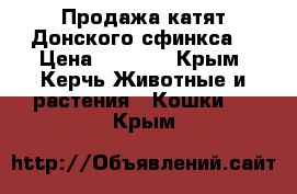 Продажа катят Донского сфинкса  › Цена ­ 5 000 - Крым, Керчь Животные и растения » Кошки   . Крым